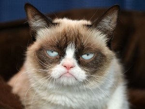 grumpy-cat-600x450